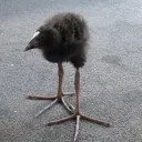 Pukekorana