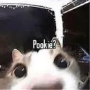Meme shots