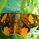 BUTTERFLY CORNER