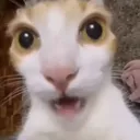 친해지길 바래❗