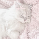 ˖ ֹ੭୧ 𝐊𝐢𝐭𝐭𝐢𝐞𝐬 ⊹ ࣪ ⑅ Discord server icon