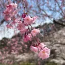 歌よみに与ふる鯖