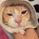 /cheddar