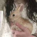 ᐢ..ᐢ