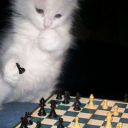 The Chess Board