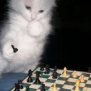 The Chess Board