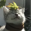𝙎𝙖𝙡𝙖𝙖𝙢