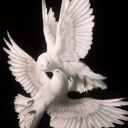 Deftones NA (Avl soon?) Discord server icon