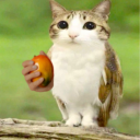 Meowl Appreciation Discord server icon