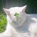 𖥻 ׁ ׅ miso ! ׁ ׅ 🍵 Discord server icon