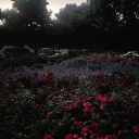 Rotten Garden Discord server icon