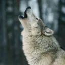 Wolf Pack