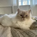 Lofi Gaming  Discord Server Icon