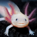 𝖃𝖔𝖑𝖔𝖙𝖑'𝖘 𝕰𝖒𝖕𝖎𝖗𝖊