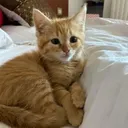 The furr hole