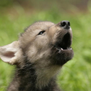 The pack (books and more) Discord server icon