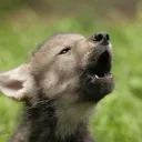 The pack (books and more)