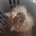 ɢᴜꜱ Discord server icon