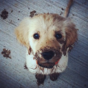 𐂯　PUPPY PALACE    𓈒 Discord server icon