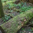 Nature's grotto