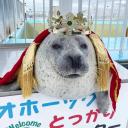 Official Seal Emotes Server