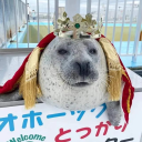 Official Seal Emotes Server Discord server icon