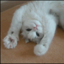 PURR LOUNGE
