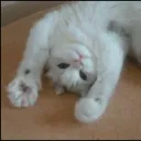 PURR LOUNGE