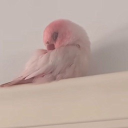 quiet 18+ Discord server icon