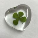 🍀 클로버 : 𝐂𝐥𝐨𝐯𝐞𝐫 🍀