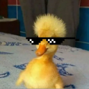 ꒰ঌ( 𝐃𝐔𝐂𝐊 𝐍𝐄𝐒𝐓 )໒꒱ Discord server icon