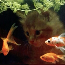 °‧ The fishbowl ·｡