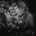 𝓛𝓾𝓼𝓱 🩶