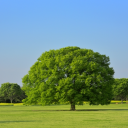 ゆる朝活広場 Discord server icon