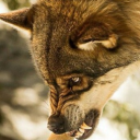 (20+ SFW) The Cave Discord server icon