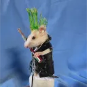 Funfle Sanpra