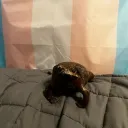 Server icon for Mr toadsmith hangout