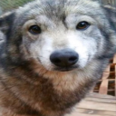 [ THE ANAMOLIES ] Discord server icon