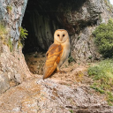 OwlstasCave Discord server icon