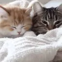 Catheon
