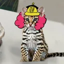 MichiLovers