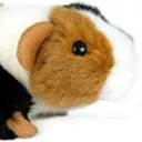 Server icon for Ginnypig cage