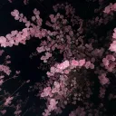 PAY PIGS ONLY JOIN🩷🖤 discord icon