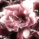 Sweet Velvet .☘ ݁˖