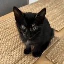 Clyde
