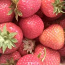 🍓| Strawberry Hospital