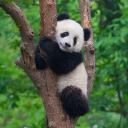 Bamboo Bazaar