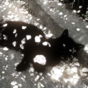 𝔣𝔯𝔬𝔰𝔱𝔟𝔦𝔱𝔢 Discord server icon