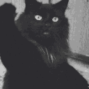 Black Cat Lesbians𓃠