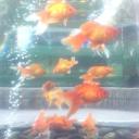 𓆝 𓆡The Yume Aquarium𓇼𓆉